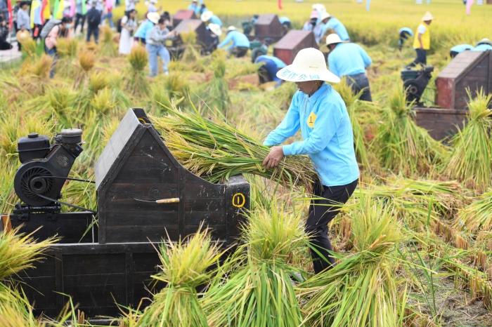 長沙隆平稻作公園舉行水稻收割比賽